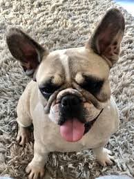 How To Stop My Dog From Snoring My Dog Snores Stop Snoring Frenchie Snoring French Bulldog's