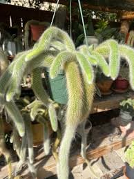 MONKEY TAIL CACTUS IN 10” POT HANGING!