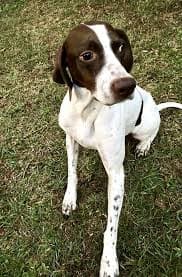 petfinder german shorthaired pointer
