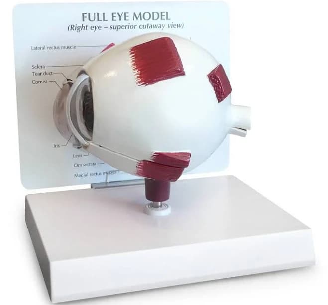 3B Scientific Full Eye Model