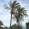 Princess House - Copas Para Margaritas for Sale in Los Angeles, CA - OfferUp