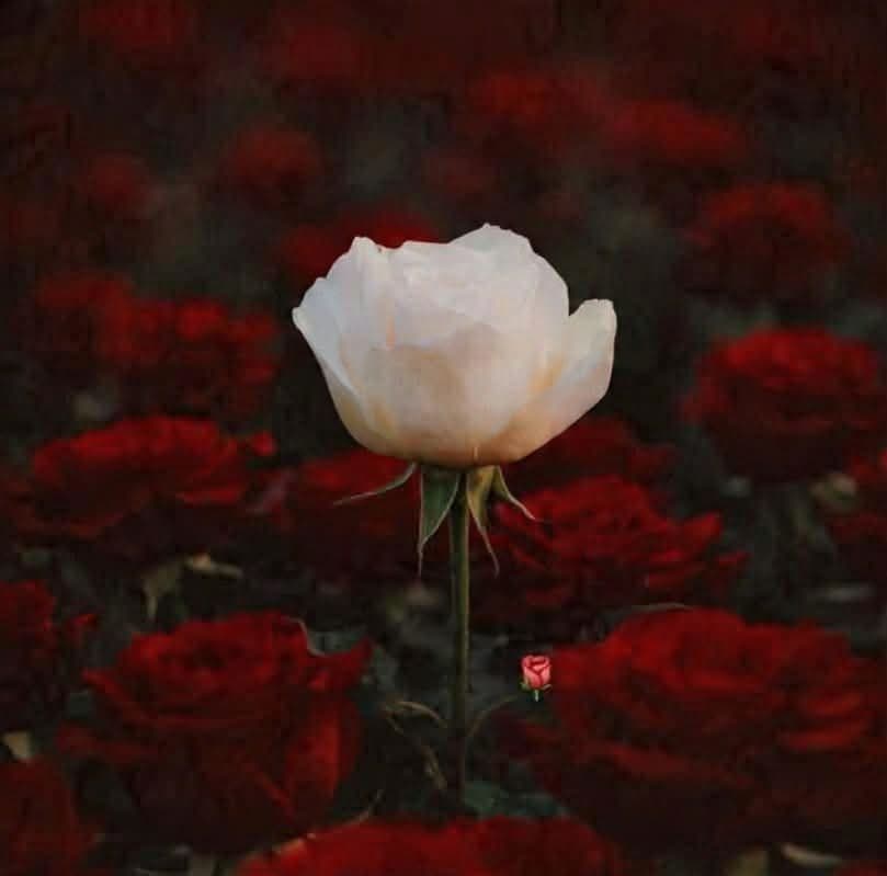 Claire 