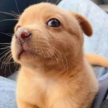 doglife