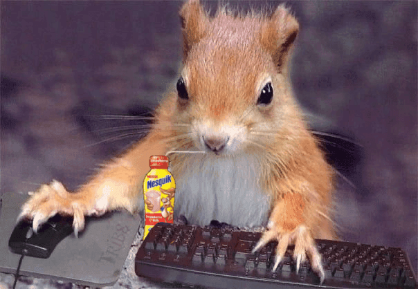 Squirrel